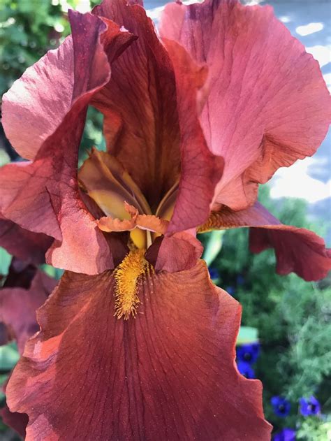 A Large Red Flower With Yellow Stamens