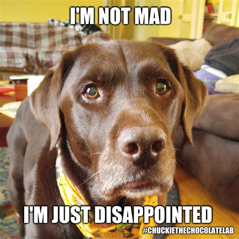 Disappointed Dog Meme Breed Knowhowaprendizagem