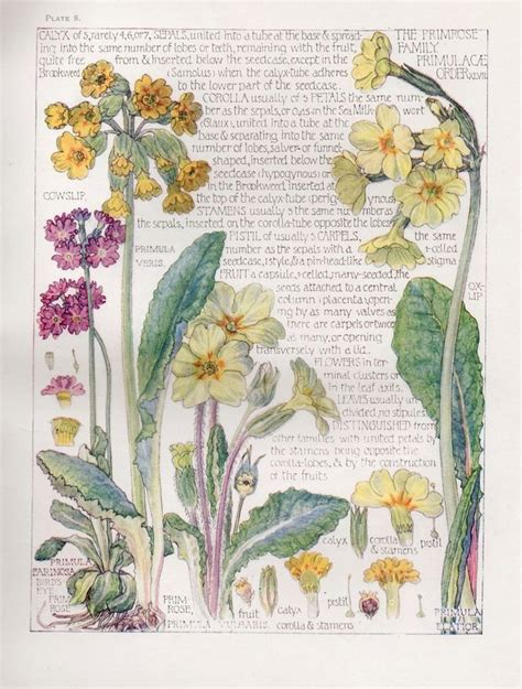 Cowslip Primrose Wild Flower Botanical Print Isabel Adams Antique