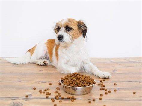 Loving pets of cranbury, nj, initiated the recall after routine food safety testing revealed. The Best Dog Food for Congestive Heart Failure on the Market