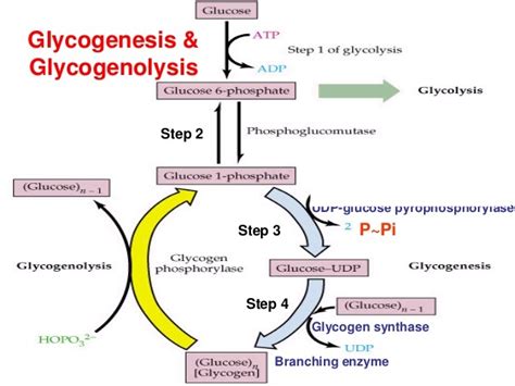 Glycogen Metabolism Science Online
