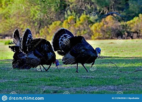 A Pair Of Wild Turkey Meleagris Gallopavo Stock Photo Image Of Bush