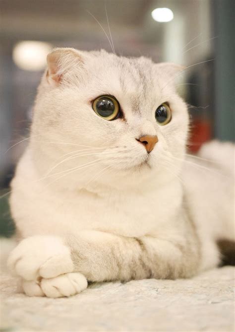 Scottish Fold Cats A Complete Guide Cat Scottish Fold Scottish Fold