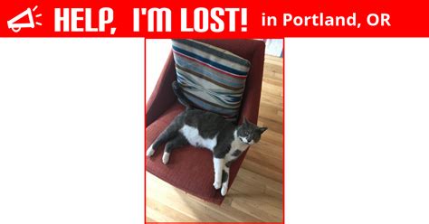 Lost Cat Portland Oregon Peems