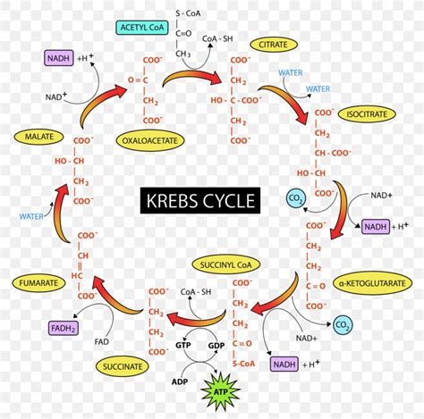 Citric Acid Cycle Glycolysis Cellular Respiration Pyruvic Acid Fructose