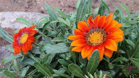 Sowing of gazania for seedlings. How to save Gazania in summers || 9 April,2017 - YouTube