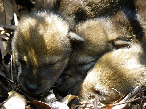 Red Wolf Pups Flickr Photo Sharing