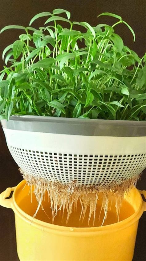How To Grow Microgreens Indoors Without Soil Marys Kitchen