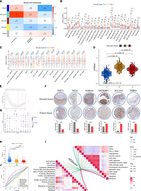 Frontiers Molecular Subtypes Based On Cell Differentiation