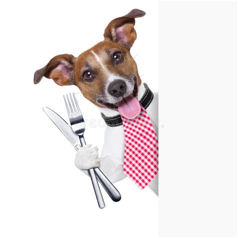 Hungry Dog Stock Photo Image Of Banner Meal Food Dish 32963078