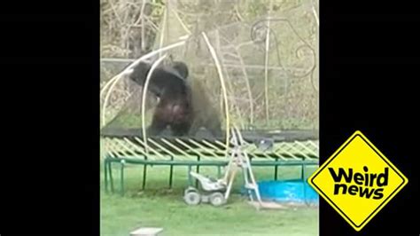 Bear Brawl Two Bears Caught Wrestling On Trampoline In Bc Story