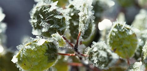 Frost_ streams live on twitch! Southeast Frosts and Freezes | North Carolina Climate Office