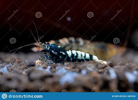 Black Galaxy Dwarf Shrimp Look For Food On Aquatic Soil And Stay With