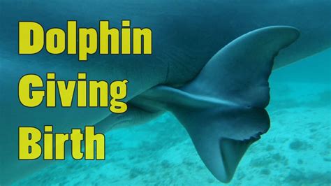How Many Baby Dolphins Are Born At A Time Baby Viewer