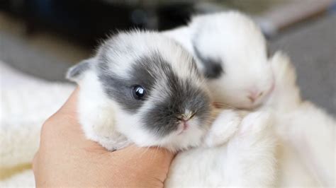 Pictures Of The Cutest Bunnies In The World Picturemeta
