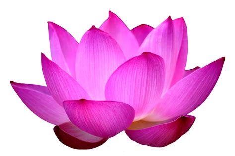 Collection Of Png Lotus Flower Pluspng