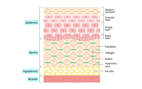 Understanding The Role Of The Hypodermis Layer Of Your Skin Skinkraft
