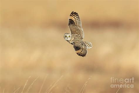 Short Eared Owl Photograph By Greg Gard Fine Art America