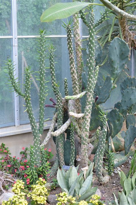 I just brought home my eve's pin and have it in a large container at this point. Photo of the entire plant of Eve's Needle Cactus ...