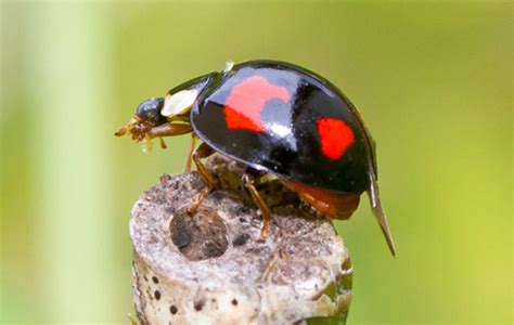 Kinder lieben den roten käfer mit den schwarzen punkten ebenfalls. Asiatischer Marienkäfer Bekämfpung durch Kammerjäger im Haus