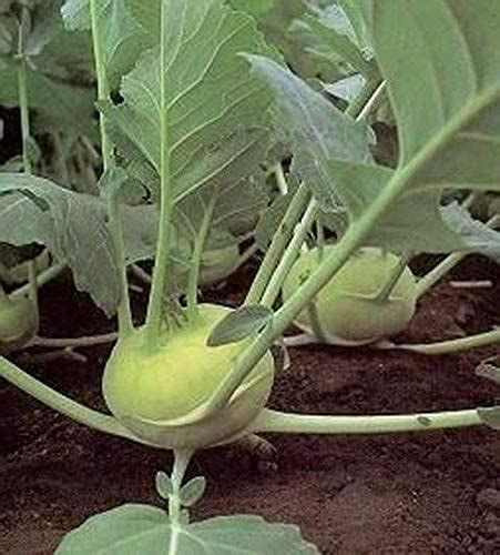 Grand Duke Improved Hybrid Kohlrabi Seeds Can Grow Up To