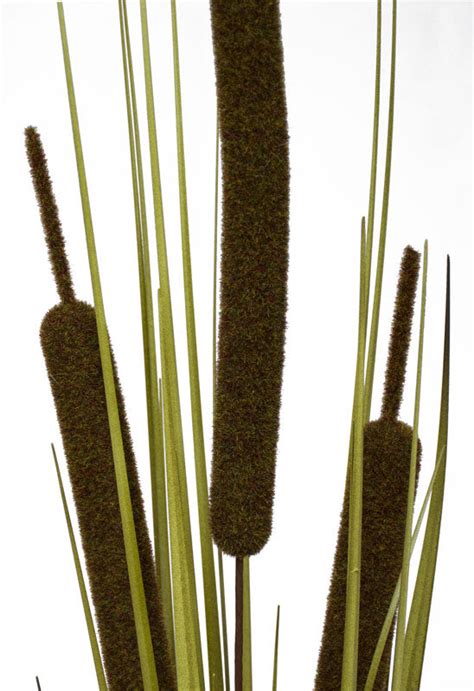 Bull Rush Bush Forest Green Extra Large Box Of 6 Special Decor