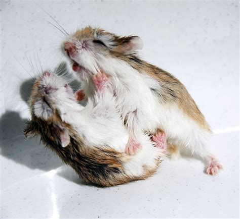 Russian Dwarf Hamsters Fighting What To Do