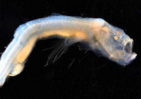 Bizarre Deep Sea Creatures Revealed In Voyage To Submerged Volcanoes