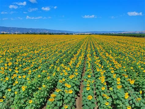 The Prettiest Sunflower Fields To Visit Across The Us Sunflower