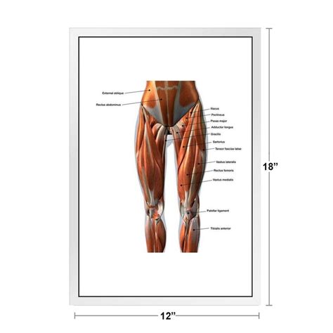 Trinx Female Anterior Leg Muscles Labeled Educational Chart White Wood