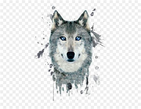 Arctic Wolf Poster Black Wolf Illustration Painted Wolf