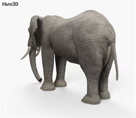 3d Model Of African Elephant Elephant African Elephant 3d Model