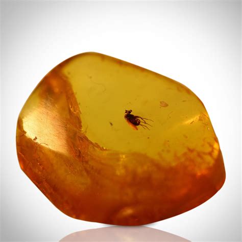 Authentic Baltic Amber And Fossil Insects 125 135 Million Years Old