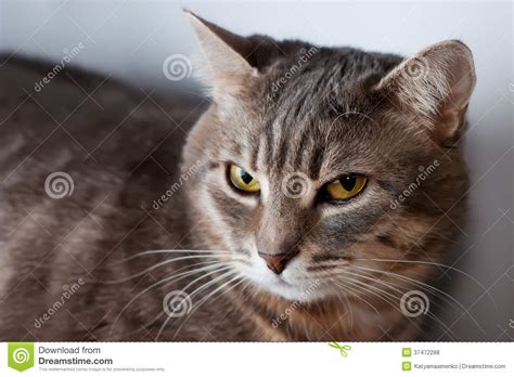 Portrait Of Domestic Cat Stock Photo Image Of Furry