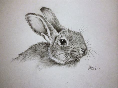 How to draw a realistic rabbit. Rabbit Drawing, Pencil, Sketch, Colorful, Realistic Art ...