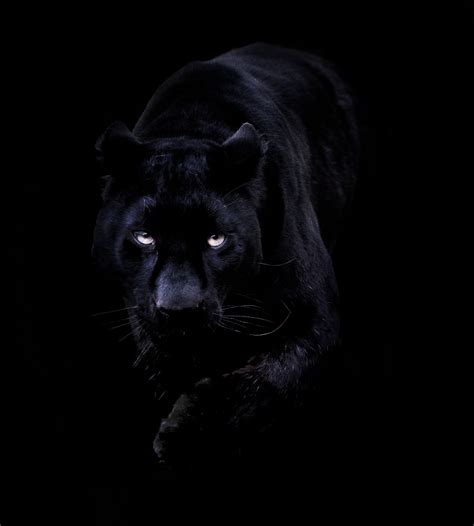 Free Download Black Panther Animal Desktop Wallpaper Black Panther In