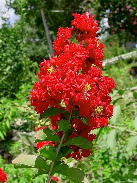 Dynamite® is possibly the reddest crepe myrtle variety known to trade. Crape myrtle zone 5 - Lookup BeforeBuying