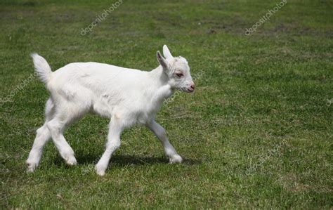 Little Goat Running On Meadow Stock Photo By ©olechowski 1736450