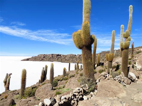 You will note that cacti do not have leaves like most plants which reduces the surface area and subsequent moisture loss. Incahuasi Island