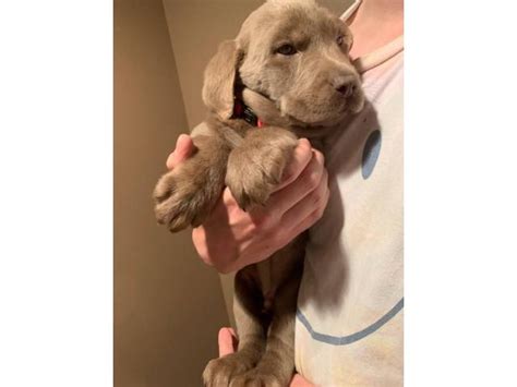 The labrador retriever is the traditional waterdog of newfoundland. 8 weeks old purebred Silver Lab puppies in Kalamazoo, Michigan - Puppies for Sale Near Me