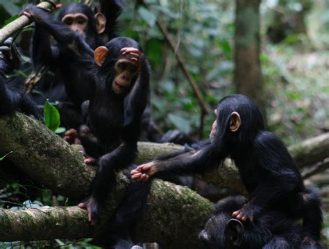 Humans Can Recognize And Understand Chimpanzee And Bonobo Gestures Scimex