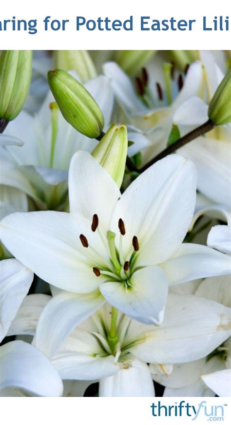Caring For Potted Easter Lilies Thriftyfun