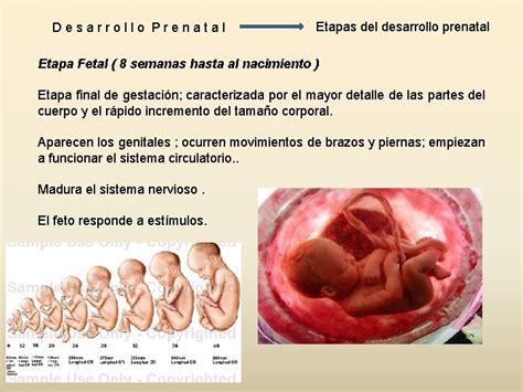 Desarrollo Psicolgico I Etapa Prenatal Etapa Prenatal Desarrollo