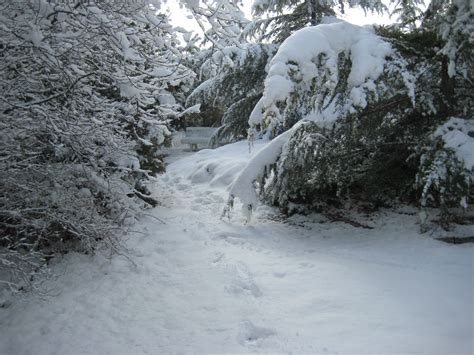 ¿quÉ Es La Nieve Blog De Jardinería Y Paisajismo