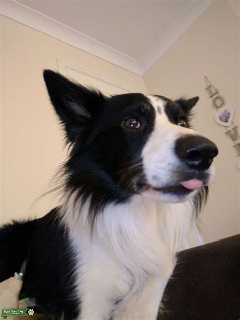 Stud Dog Beautiful Border Collie Breed Your Dog