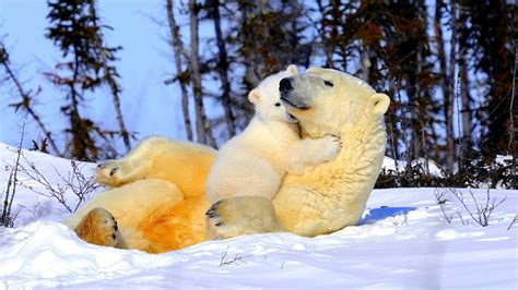 This episode, however, was extraordinary. heinrich's colleague, svein wik, said: hd wallpaper polar bear and baby HD | Polar bear images ...