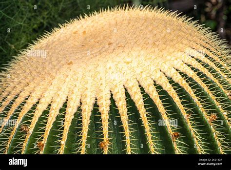 Golden Barrel Cactus Echinocactus Grusonii Stock Photo Alamy