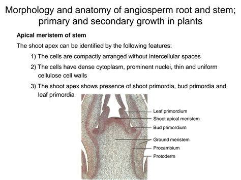 Solution Angiosperms Anatomy And Morphology Class Notes Plant