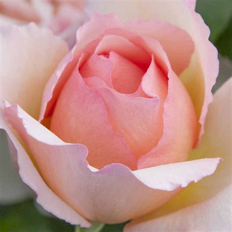 Easy to grow rose that matures to 5 feet high and 3 feet wide. Rosier PRINCESSE CHARLENE DE MONACO ® Meidysouk en 2020 ...
