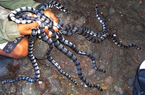 Unduh dan gunakan 4.000+ foto stok ular secara gratis. 8 Foto Pesona Pulau Ular Di Kabupaten Bima NTB ~ Dunia Unik